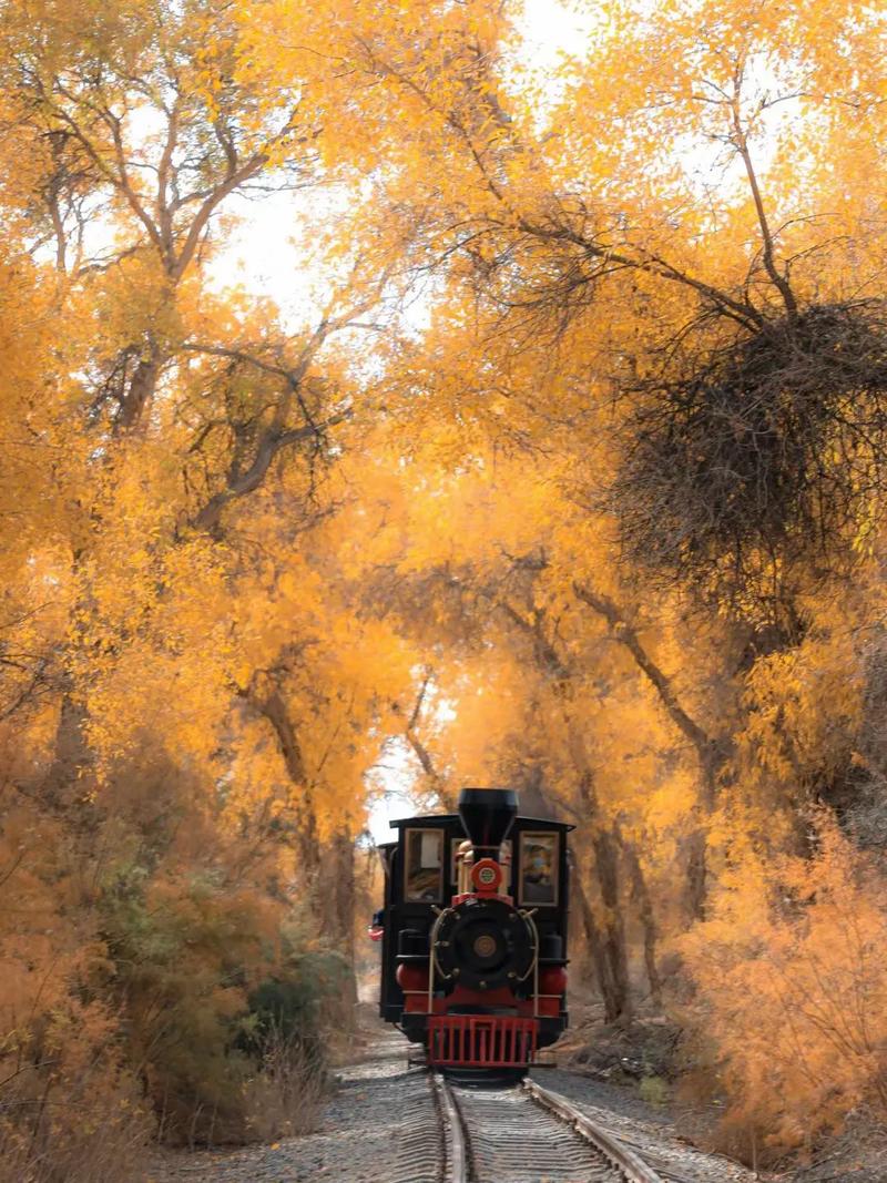 胡杨里旅游最佳路线时间（胡杨林最佳旅游线路）