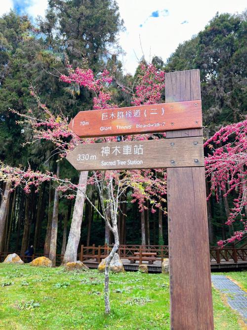 阿里山旅游攻略（阿里山旅游攻略图）