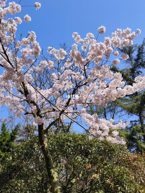 阳春三月下扬州旅游路线（阳春三月下扬州下一句是什么图片）